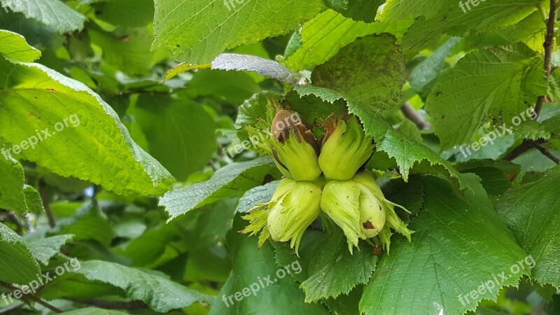 Leaf Nature Plant Hazelnut Wishes