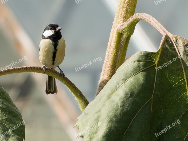 Tit Nature Bird Animal World Animal