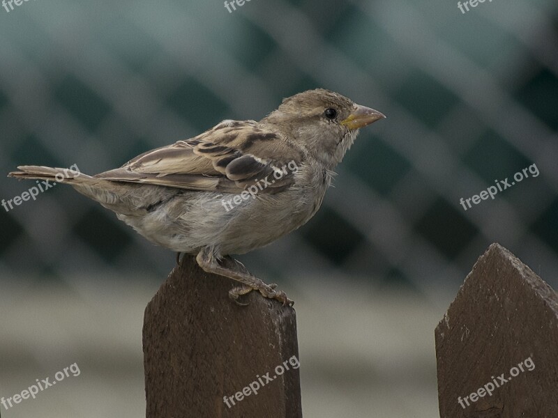 House Sparrow Sparrow Bird Animal Close Up