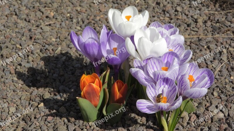 Saffron Crocus Flowering šafrány Purple And White Crocus Spring Flowers