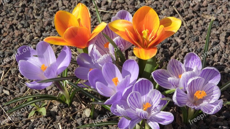 Saffron Crocus Tulip Orange Tulip Flowering šafrány