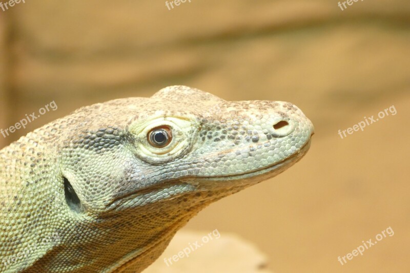 Lizard Reptile Nature Wildlife Animal