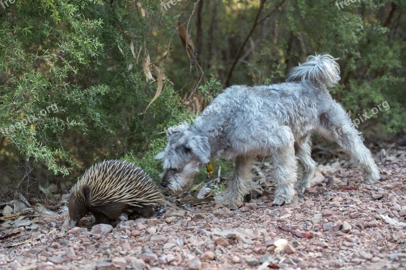 Echidna Spiny Anteater Monotreme Egg-laying Mammal Spiky