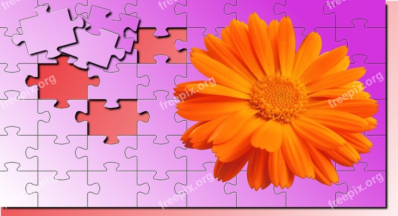 No Person Color Wallpaper Puzzle Texture Flower