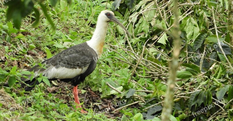 Nature Birds Wild Life Animalia Outdoors