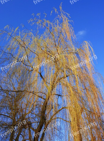 Weeping Willow Willow Tree Salix Babylonica Branch