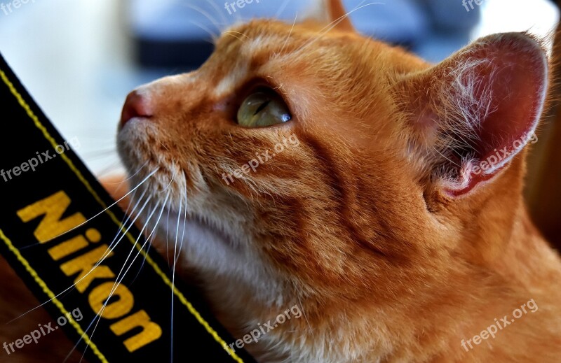 Cat Mackerel Nikon Photograph Portrait