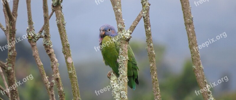 Nature Birds Wild Life Animalia Outdoors