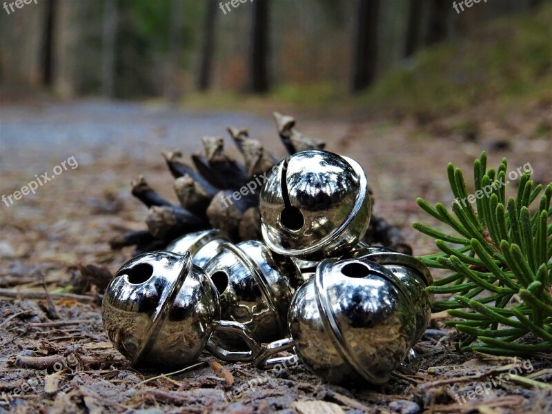 Bell Fir Needle Pine Cones Wood Nature