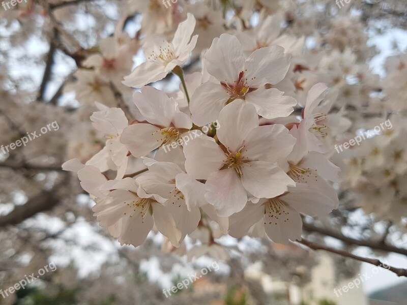 Nature Spring Flowers Cherry Blossom Flowers Cherry Tree