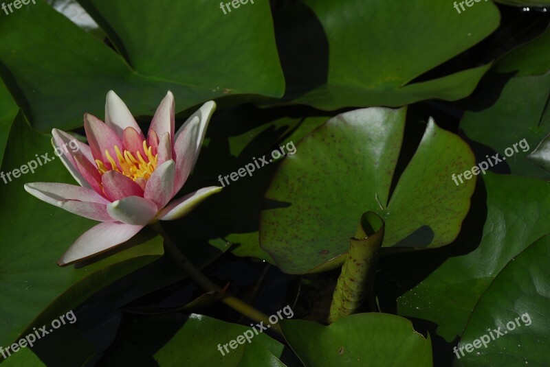 Lotus Leaf Plant Puddle Nature