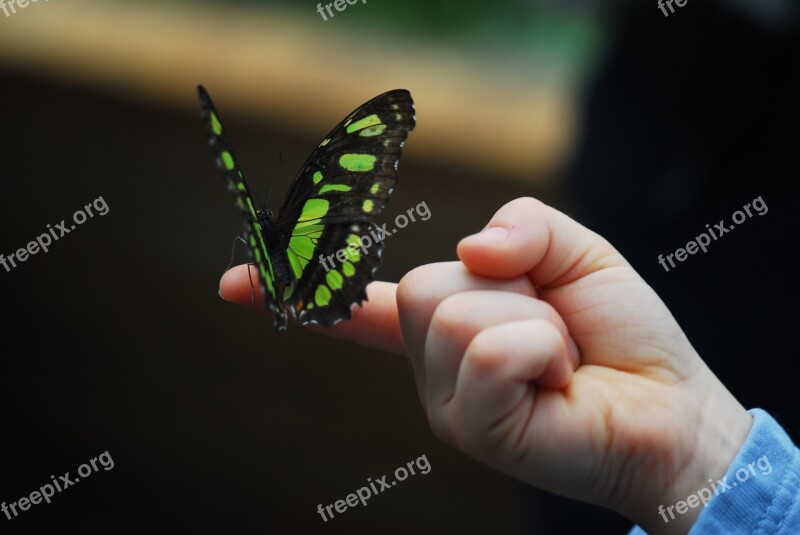 Insect Butterfly Nature Animal World Evertebrat