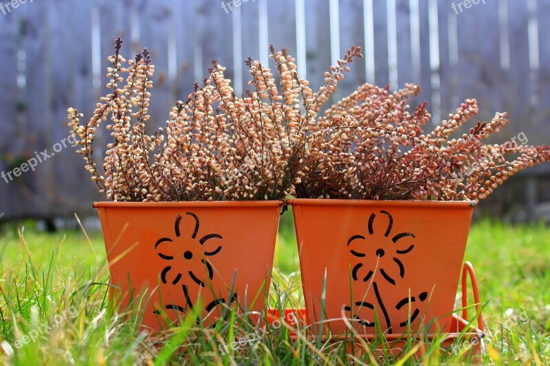 Heather Flower Pot Decoration Plant Nature