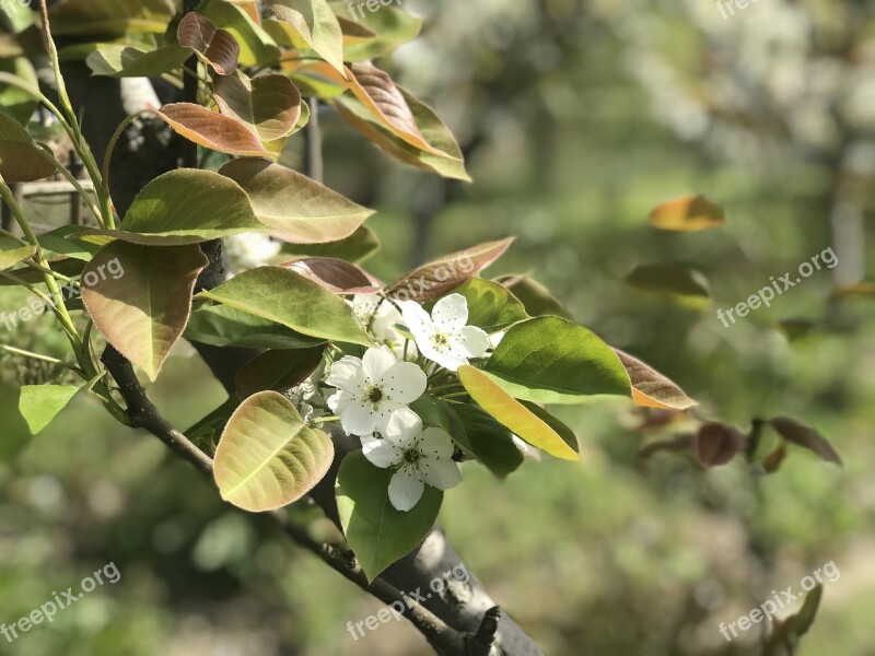 Tree Nature Leaf Plant Branch