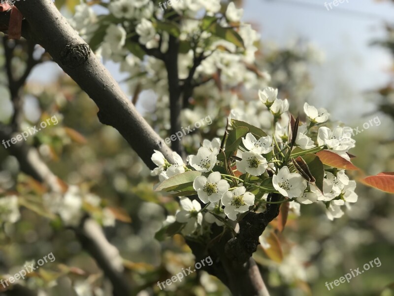 Tree Flower Branch Cherry Wood Season