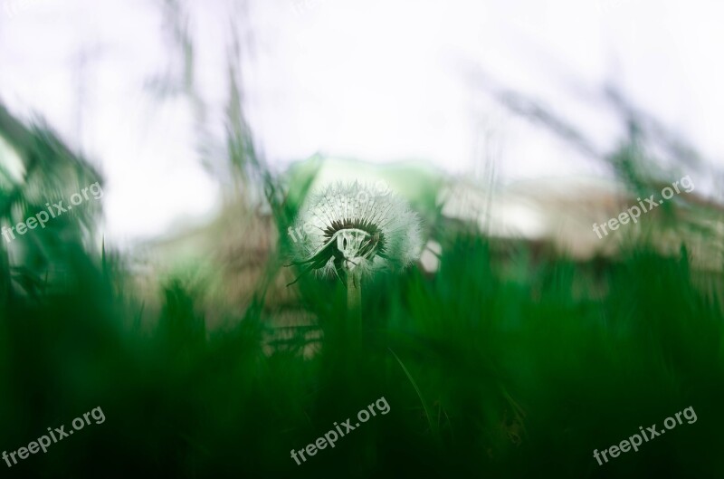 Nature Grass Plant Growth Field