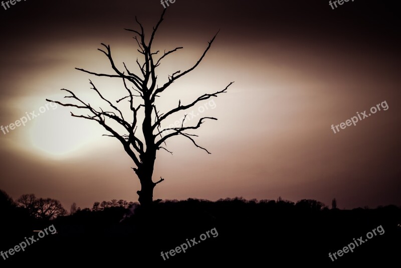 Tree Dry The Silhouette Konary Branches