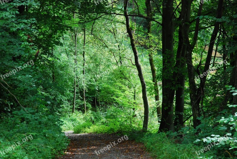 Wood Nature Landscape Leaf Tree