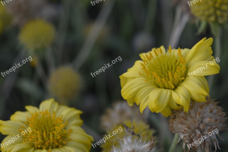 Flower Nature Flora Summer Floral