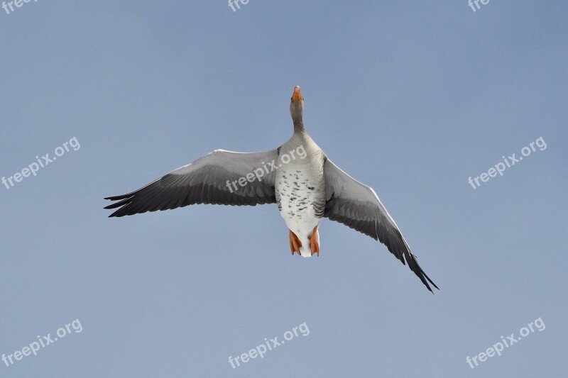 Birds Animal Life Outdoor Flight Nature