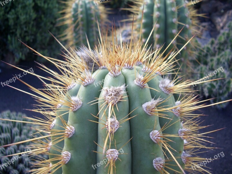 Cactus Thorn Desert Juice Plant Nature