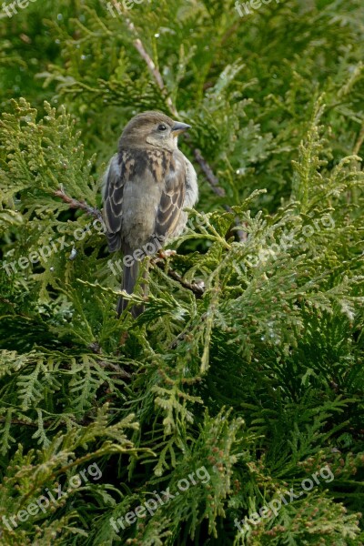 Bird Mus Homester Fauna Nature