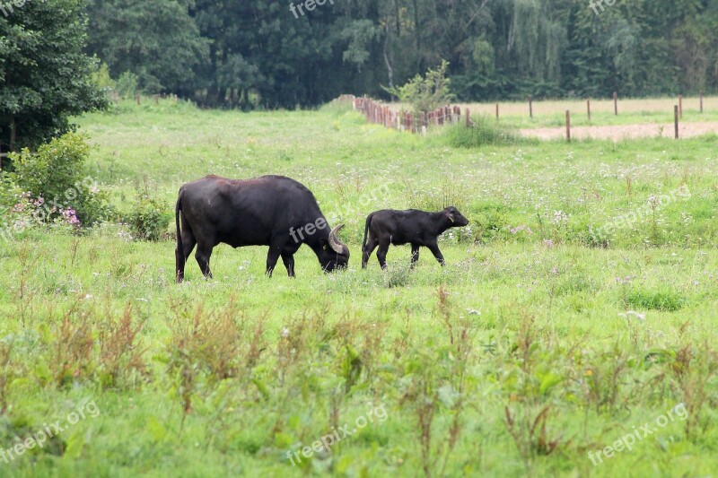 Grass Nature Animal Meadow Mammal