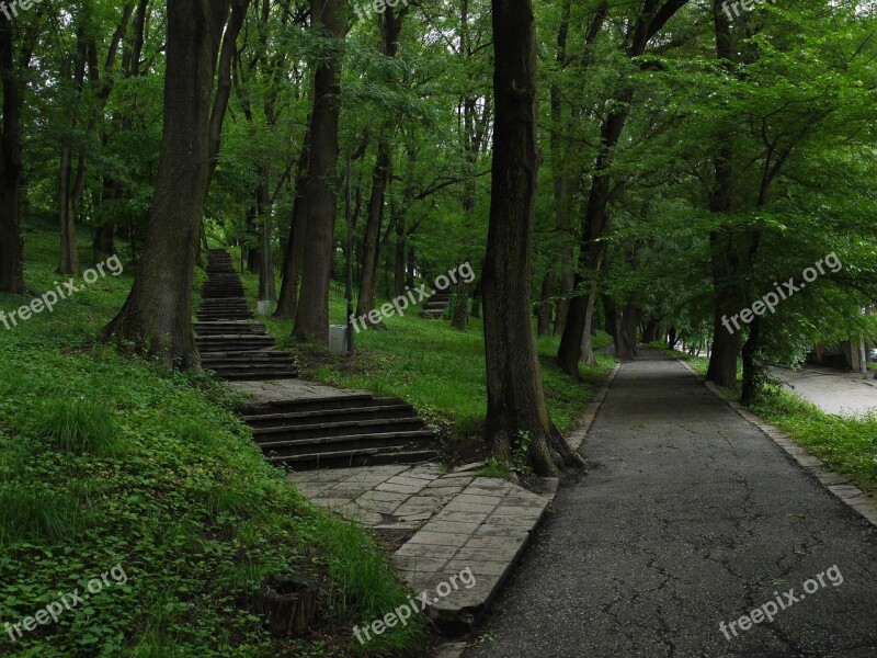 Guidance Footpath Wood Tree Road