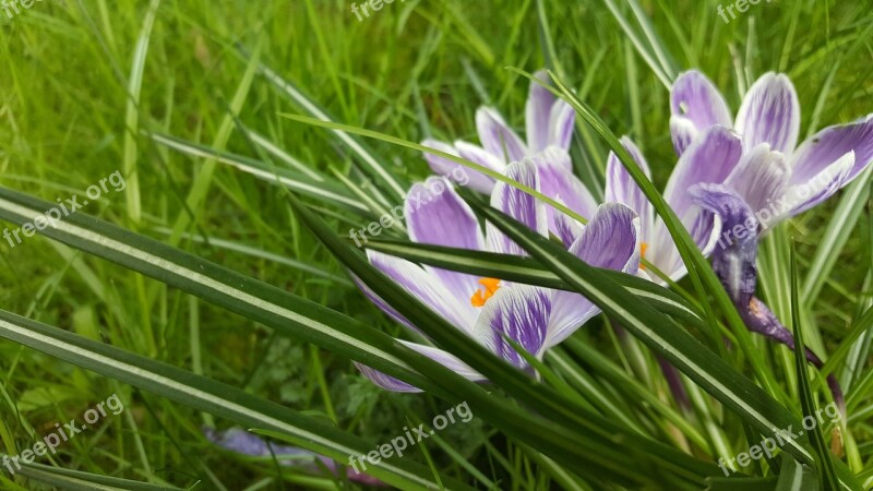 Nature Plant Flower Grass Spring