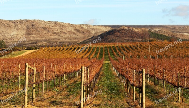 Vineyard Agriculture Nature Outdoors Landscape