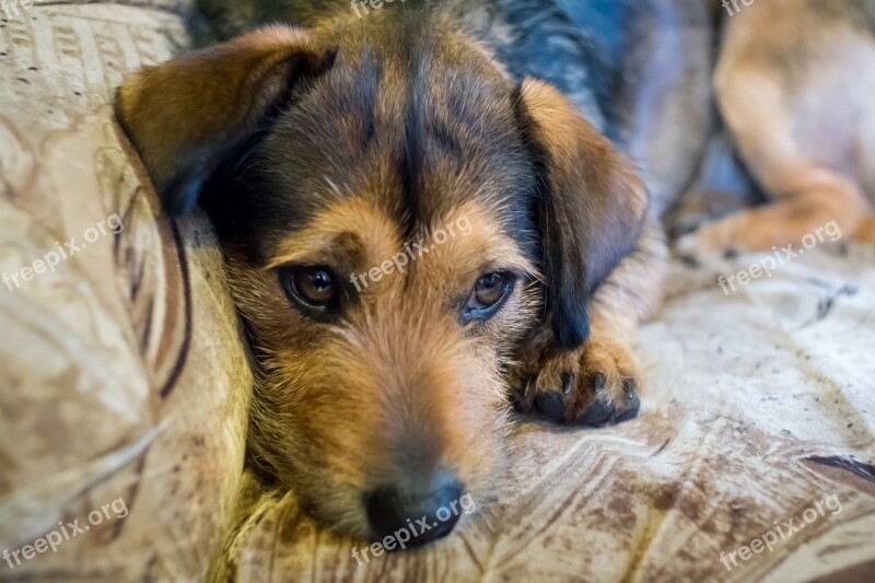 Animals Charming Mammals Dog House Portrait