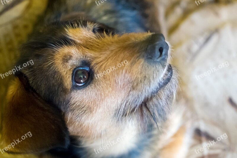 Animals Charming Mammals Dog House Portrait