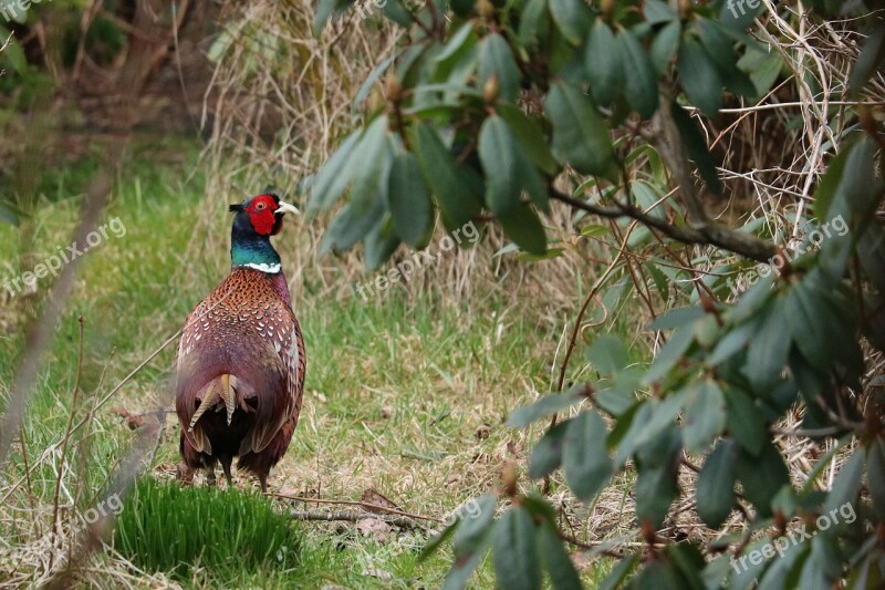 Nature Bird Tree Animal World Grass