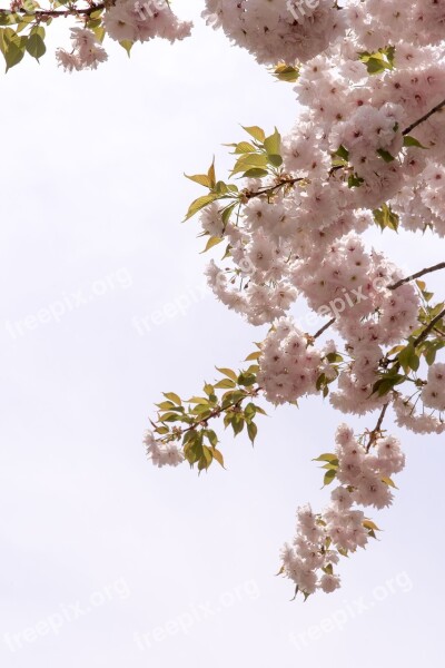 Cherry Tree Quarter Plants Wood Flowers