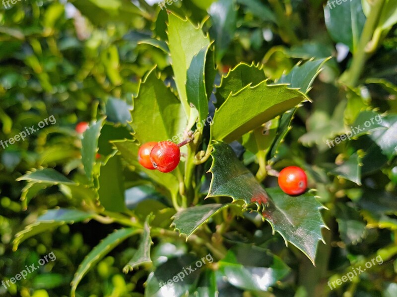 Holly Fruit Leaf Nature Nursery