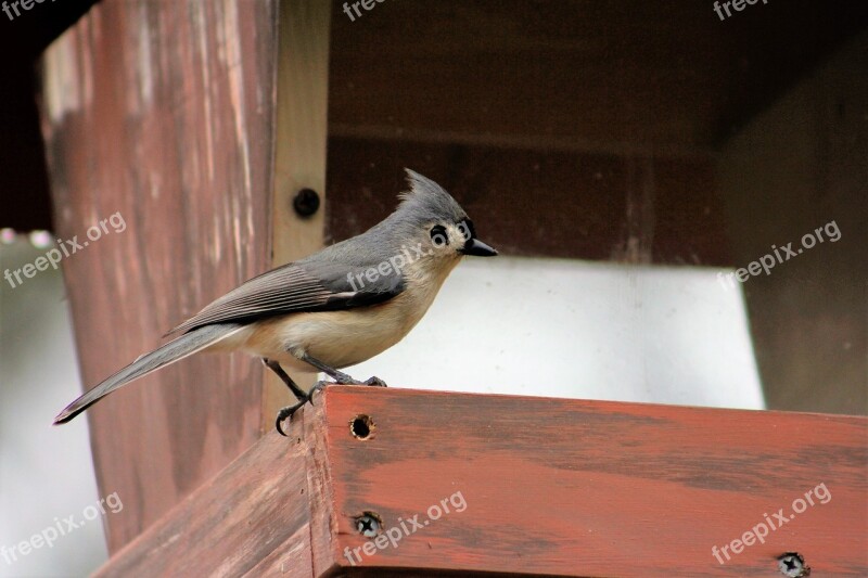 Bird Outdoors Wildlife Nature Tufted Titmouse