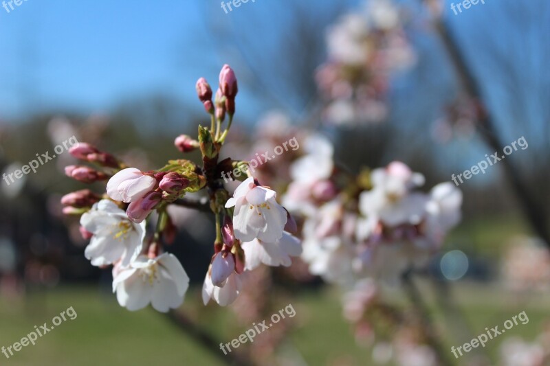 Tree Flower Branch Nature Cherry