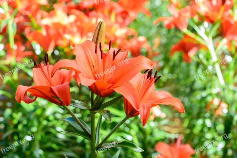 Flower Gardens Pink Flower Nature Summer