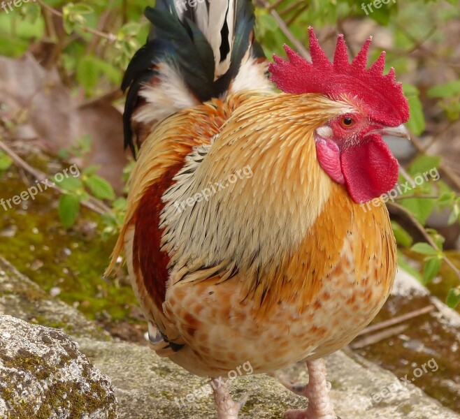 Cock Bird Animal Nature Outdoor