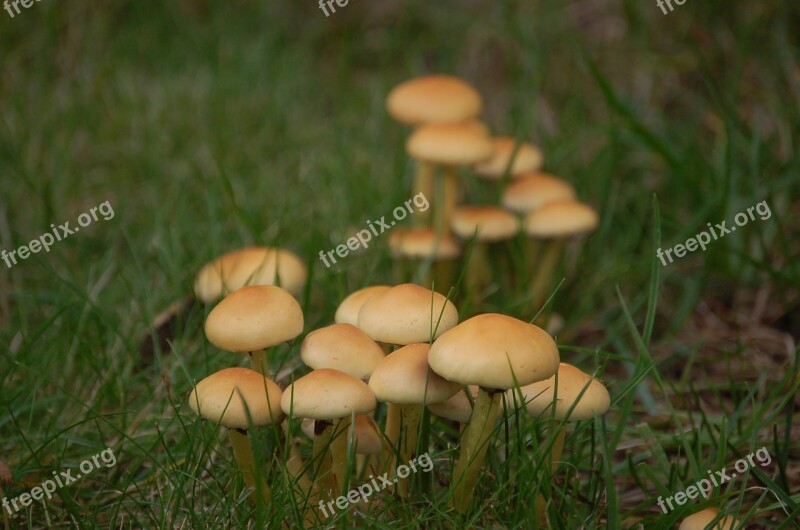 Mushroom Rac Autumn Free Photos