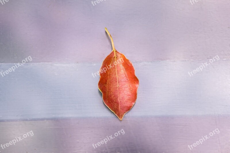 Leaf Background Nature Texture Color