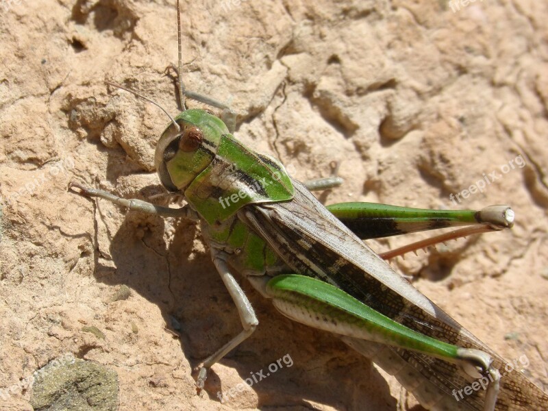 Grasshopper Green Grasshopper Lobster Orthopteron Detail