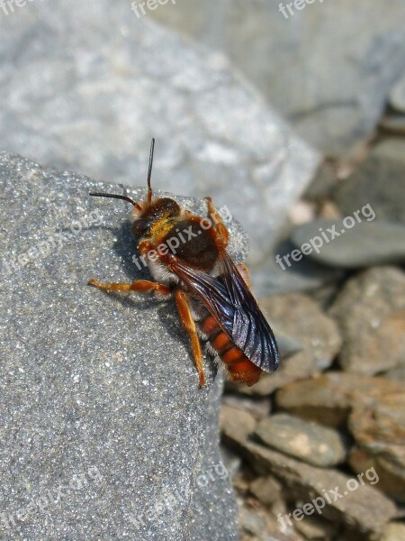 Red Bee Insect Detail Rock Nature