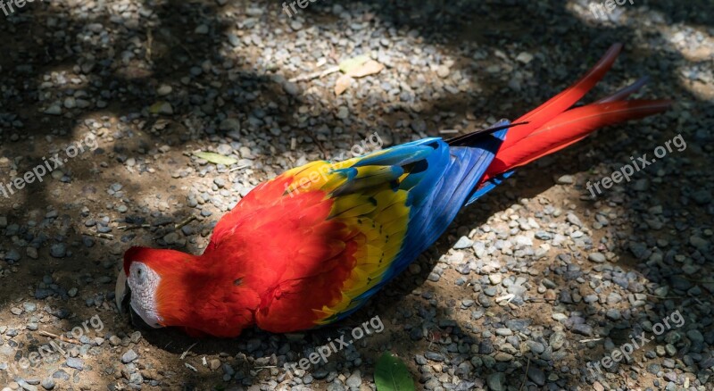 Macaw Bird Parrot Eating Nature