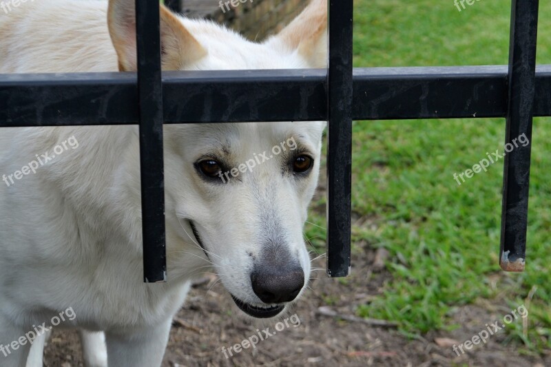 Security Guard Dog Mammal Animal Nature