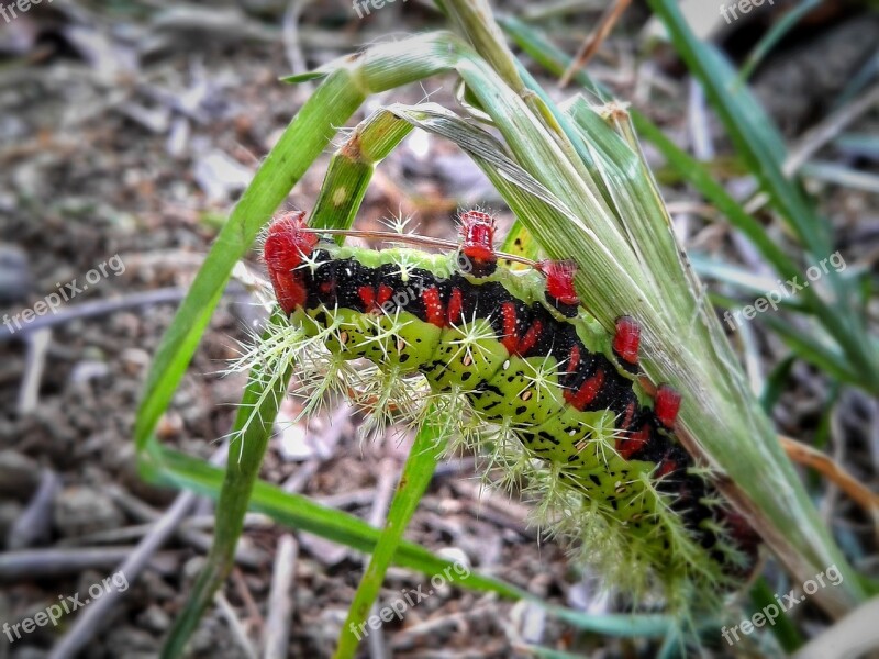 Nature Insect Outdoors Leaf Small