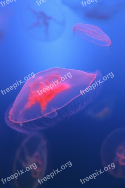 Immersed Fish Wallpaper Jellyfish Free Photos