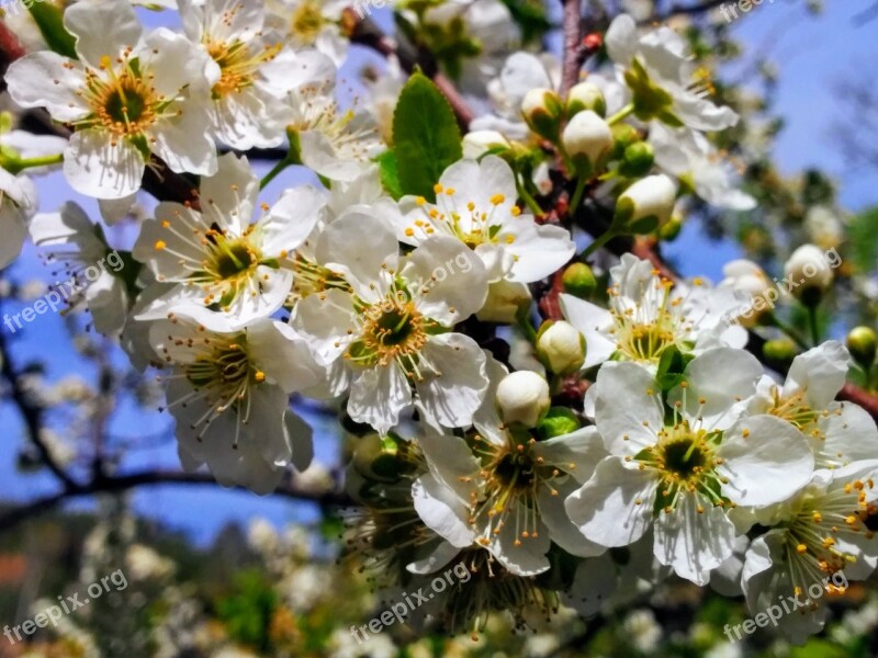 Flower Plant Tree Branch Quince