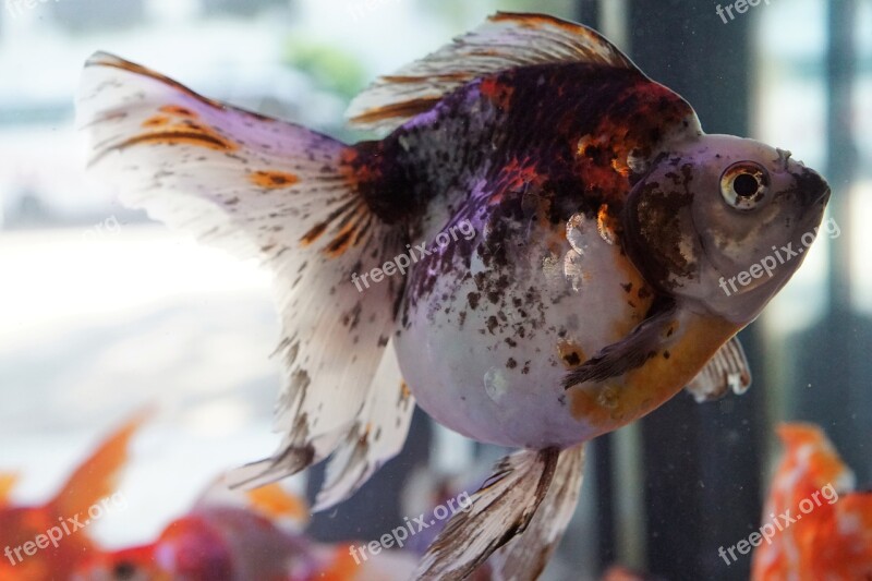 Fish Nature Waters Aquarium Underwater