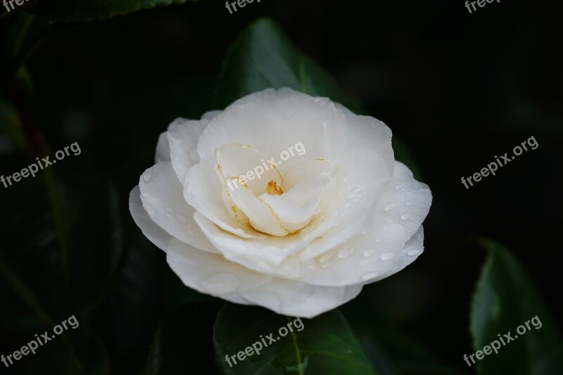 Flower Plant Leaf Nature Petal